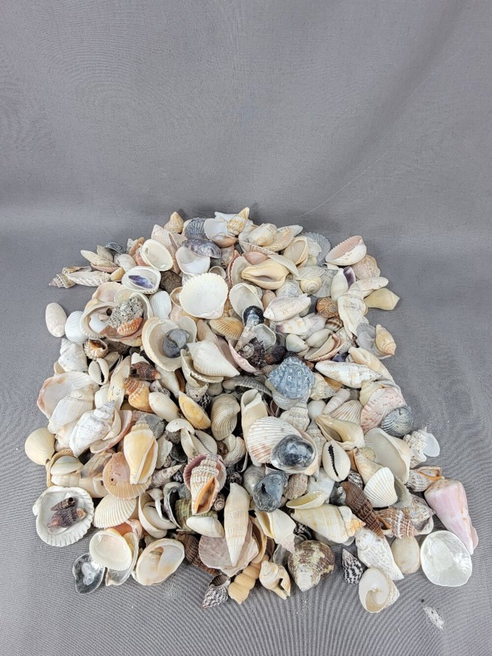 Natural Small Med Shell Seashell Mixed Lot Beach Ocean Decor Vase Filler Crafts - Picture 6 of 7